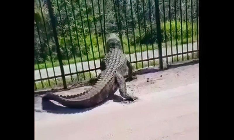 Image for Jaws of Steel: Unbelievable Footage of Massive Gator Breaking Through Metal Fence